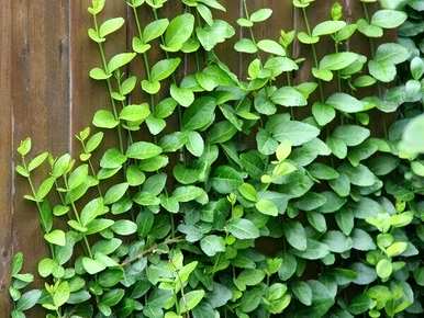 什么植物适合绿化墙？什么植物适合墙壁绿化？