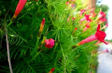 什么植物适合绿化墙？什么植物适合墙壁绿化？