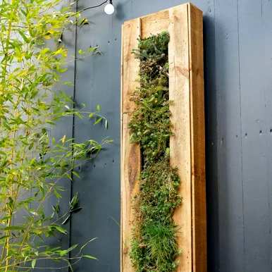 什么植物适合绿化墙？什么植物适合墙壁绿化？