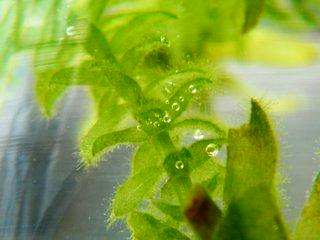 植物白天呼吸，植物呼吸的意义