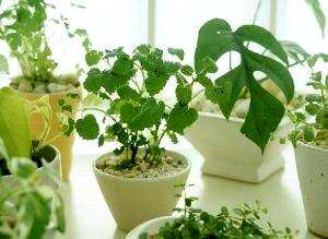 植物白天呼吸，植物呼吸的意义