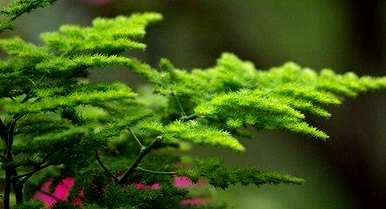 植物白天呼吸，植物呼吸的意义