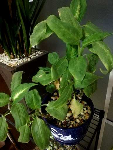 十大最耐阴的室内植物花名，冬季耐阴耐寒的大客厅绿色植物