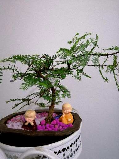 十大最耐阴的室内植物花名，冬季耐阴耐寒的大客厅绿色植物