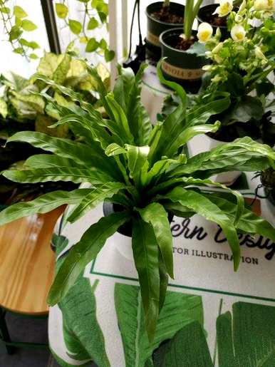 十大最耐阴的室内植物花名，冬季耐阴耐寒的大客厅绿色植物