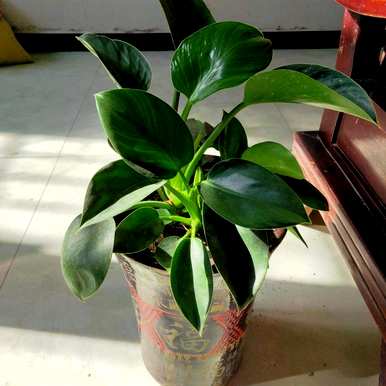 十大最耐阴的室内植物花名，冬季耐阴耐寒的大客厅绿色植物