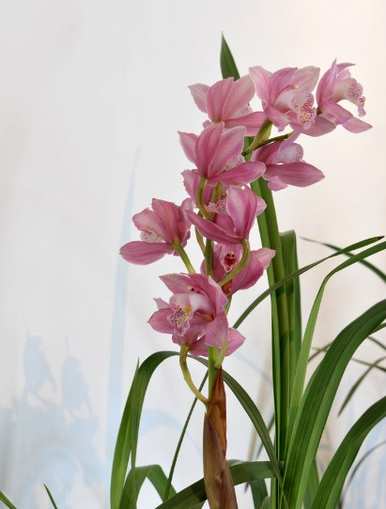 花种和花语，花种和花语