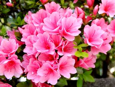 花种和花语，花种和花语