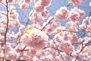 花种和花语，花种和花语