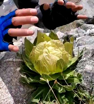 冬虫夏草是国家二级保护植物，国家二级保护植物是什么？