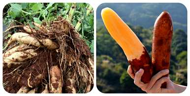 冬虫夏草是国家二级保护植物，国家二级保护植物是什么？