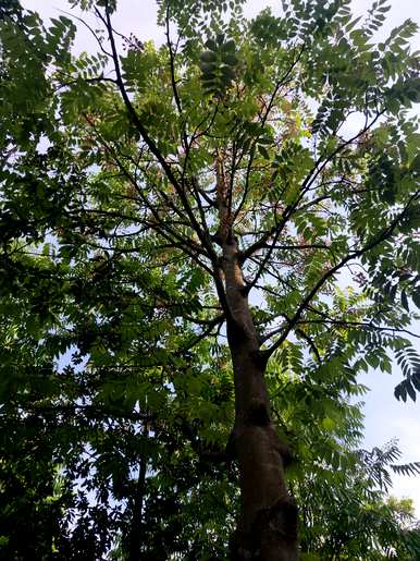 冬虫夏草是国家二级保护植物，国家二级保护植物是什么？