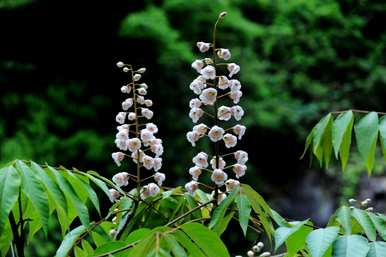 冬虫夏草是国家二级保护植物，国家二级保护植物是什么？