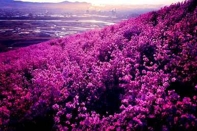 冬虫夏草是国家二级保护植物，国家二级保护植物是什么？