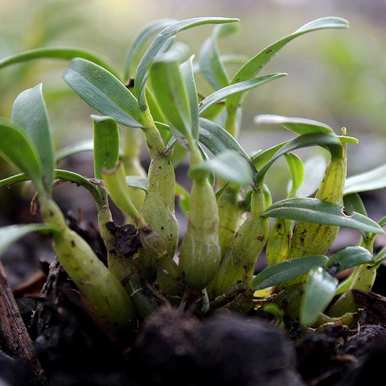 冬虫夏草是国家二级保护植物，国家二级保护植物是什么？
