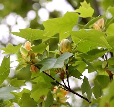 冬虫夏草是国家二级保护植物，国家二级保护植物是什么？