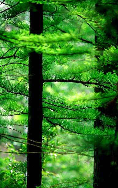 冬虫夏草是国家二级保护植物，国家二级保护植物是什么？