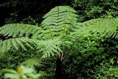 冬虫夏草是国家二级保护植物，国家二级保护植物是什么？