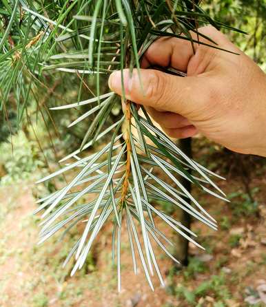冬虫夏草是国家二级保护植物，国家二级保护植物是什么？