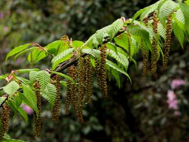 冬虫夏草是国家二级保护植物，国家二级保护植物是什么？