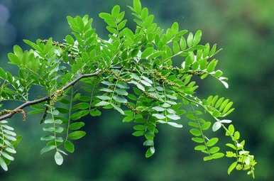 冬虫夏草是国家二级保护植物，国家二级保护植物是什么？