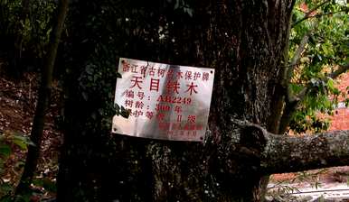 冬虫夏草是国家二级保护植物，国家二级保护植物是什么？
