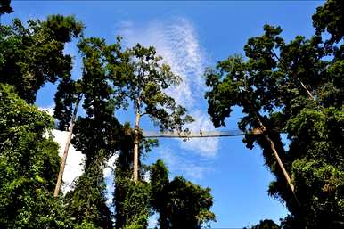 冬虫夏草是国家二级保护植物，国家二级保护植物是什么？