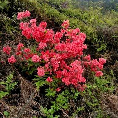 冬虫夏草是国家二级保护植物，国家二级保护植物是什么？