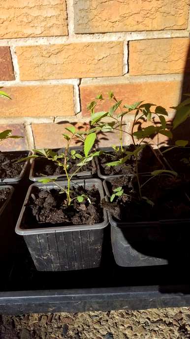 种子繁殖的植物有哪些？用种子繁殖的植物讲解视频