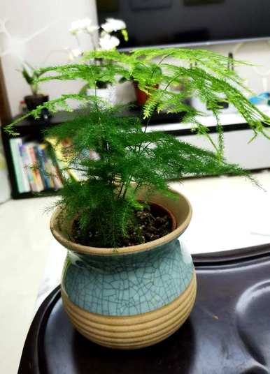 办公桌绿植推荐，办公桌绿植推荐蕨类