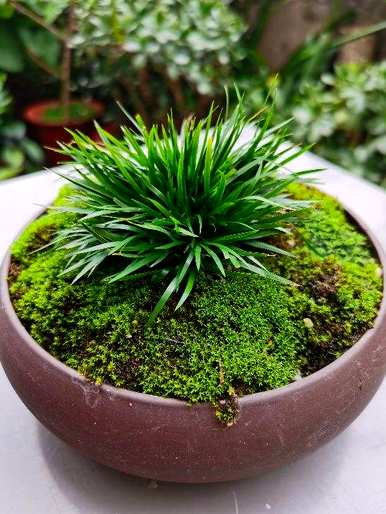 办公桌绿植推荐，办公桌绿植推荐蕨类