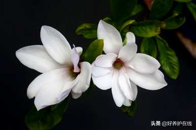 辛夷花和玉兰花有什么区别？辛夷花和玉兰花的功效有什么区别？