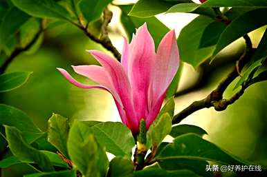 辛夷花和玉兰花有什么区别？辛夷花和玉兰花的功效有什么区别？