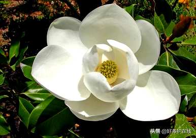 辛夷花和玉兰花有什么区别？辛夷花和玉兰花的功效有什么区别？