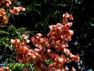 栾树花期多长？栾树果期花期介绍