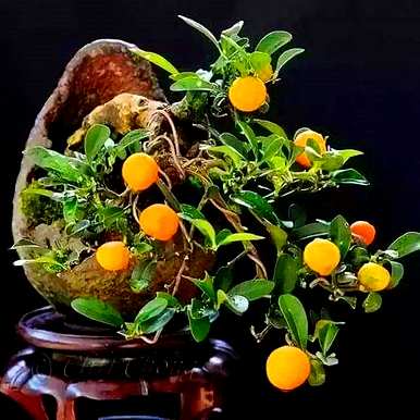 为什么金豆盆景摘叶，什么植物是金豆盆景？
