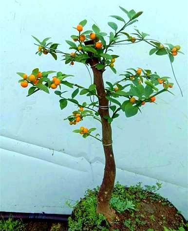 为什么金豆盆景摘叶，什么植物是金豆盆景？