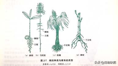 根粉的功效和作用是什么，壮根粉的作用和使用方法是什么