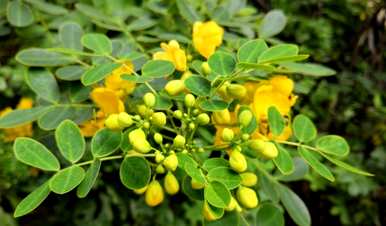 如何维护决明子花开花爆盆？黄花决明子什么时候开花？