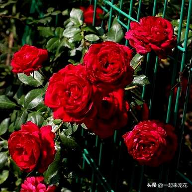 广东十大攀藤玫瑰排名，十大攀藤玫瑰排名