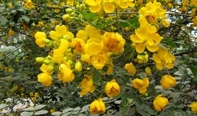 如何维护决明子花开花爆盆？黄花决明子什么时候开花？