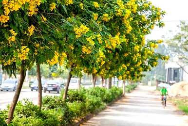 如何维护决明子花开花爆盆？黄花决明子什么时候开花？