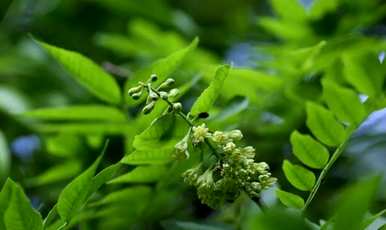 皂荚树好还是皂荚树好？皂荚树好还是皂荚树好？