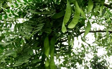 皂荚树好还是皂荚树好？皂荚树好还是皂荚树好？
