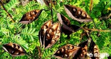 皂荚树好还是皂荚树好？皂荚树好还是皂荚树好？