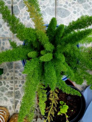 办公室绿色植物如何养护，办公室绿色植物如何养护？