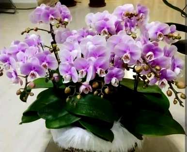 冬季开花有哪些，冬季开花有哪些盆栽？
