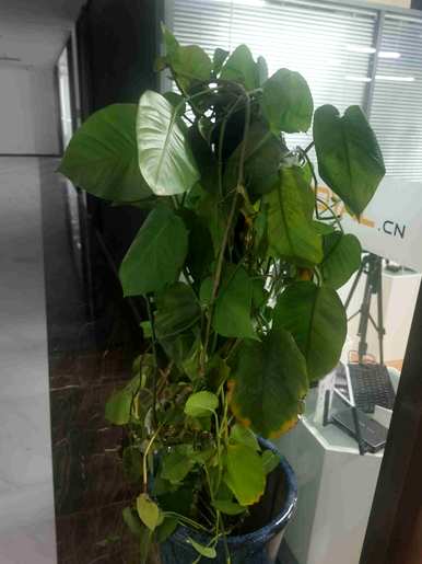 适用于室内空气净化植物，适用于室内空气净化植物