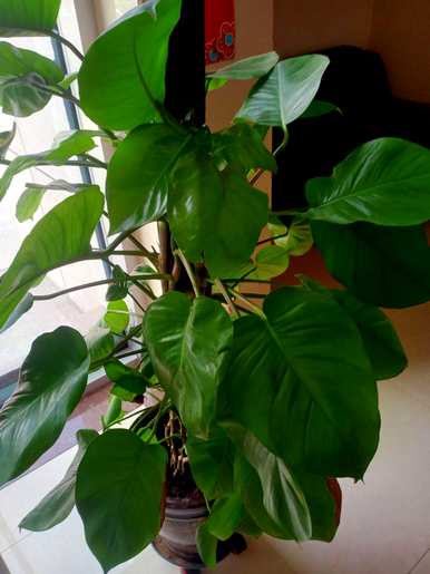 适用于室内空气净化植物，适用于室内空气净化植物