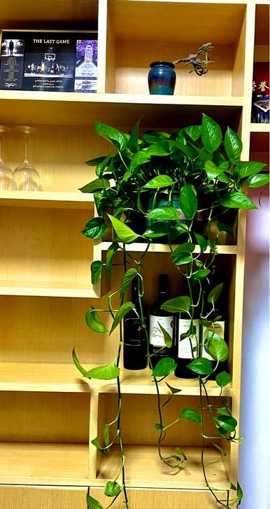 适用于室内空气净化植物，适用于室内空气净化植物